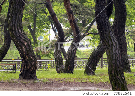 堤川義林池松林 77931541