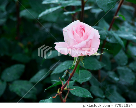 Rose flowers that shine in the green 77931854