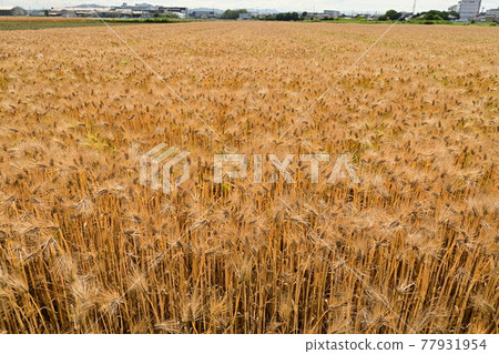 麥田和收割日的微風 77931954