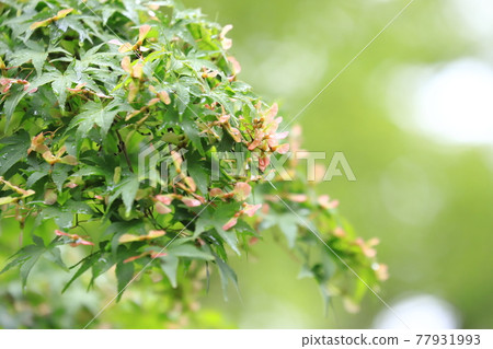 Young leaves and seeds of Acer palmatum that are wet and bright in the rain Young leaves and seeds of Acer palmatum that are wet and bright in the rain 77931993