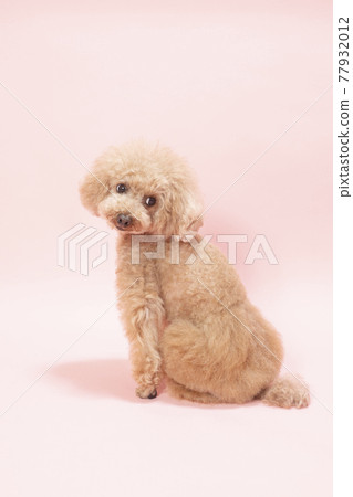 A toy poodle that turns around with a pink background and smiles 77932012