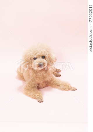 粉紅色背景中微笑的玩具貴賓犬 77932013