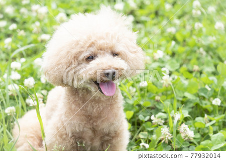 Toy poodle smiling in the green Toy poodle smiling in the green 77932014