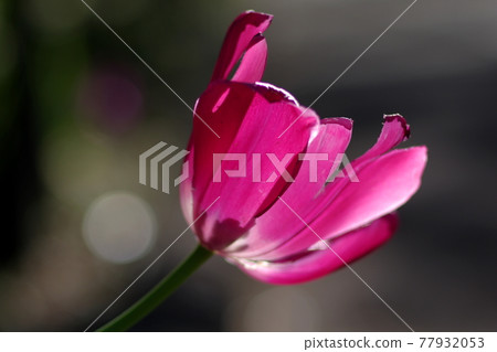 春花鬱金香，透明花瓣被光照亮，深粉色很可愛， 77932053