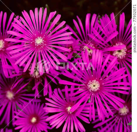 Overlapping flowers of trailing ice plant like a windmill 77932071