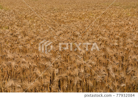 Wheat field before harvest 77932084