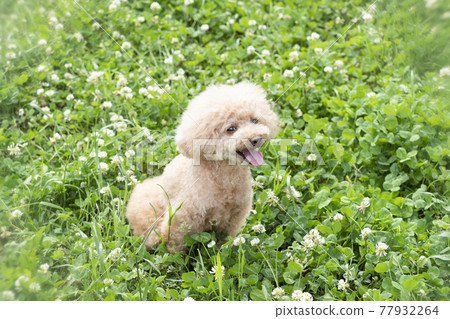 伸出舌頭在綠色中微笑的玩具貴賓犬 77932264