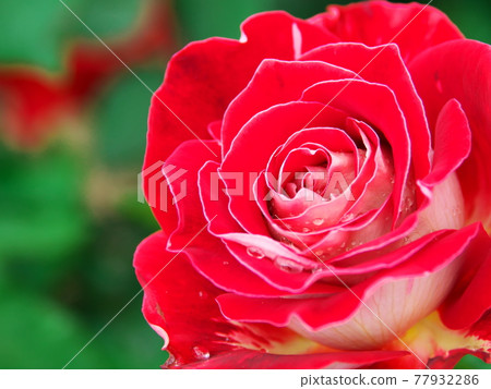在綠色中閃耀的玫瑰花 在綠色中閃耀的玫瑰花 77932286