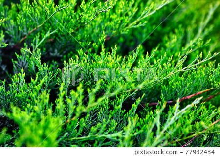 Green juniper branches close up in the sunlight. Natural solid background.  77932434