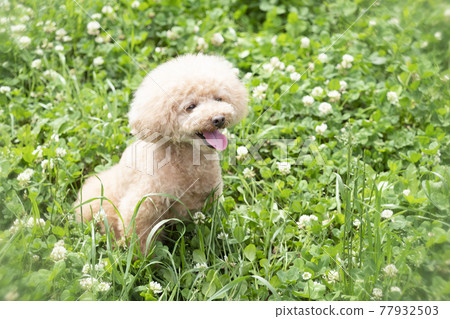 伸出舌頭在綠色中微笑的玩具貴賓犬 77932503