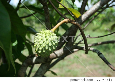 Atemoya 果實成為一棵樹巴西 77932514