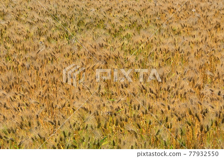 Wheat field and wind before cutting 77932550