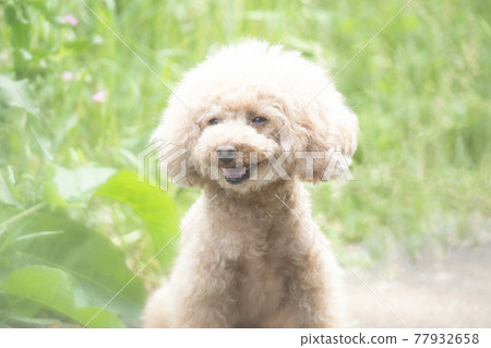 Toy poodle smiling in the green 77932658