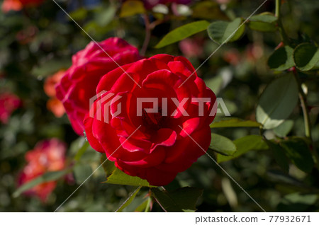 紅色的玫瑰花朵盛開在玫瑰花園裡。這朵玫瑰的名字叫美智子公主。 </ s> </ s> </ s> 紅色的玫瑰花朵盛開在玫瑰花園裡。這朵玫瑰的名字叫美智子公主。 </ s> </ s> </ s> 77932671