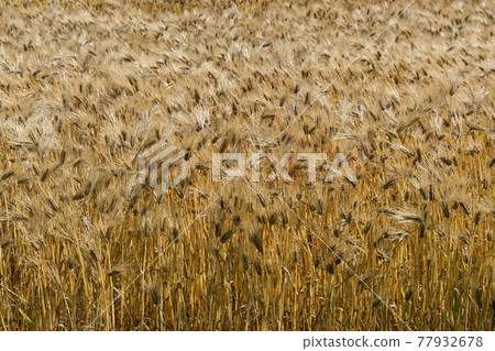 Wheat field and wind on the day of cutting Wheat field and wind on the day of cutting 77932678