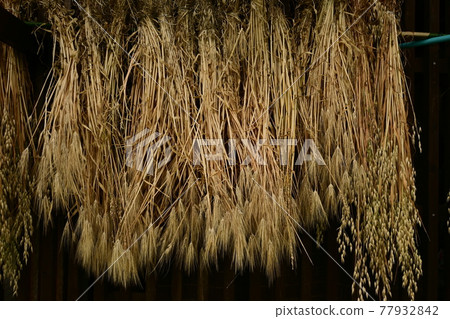 Wheat after harvest Wheat after harvest 77932842