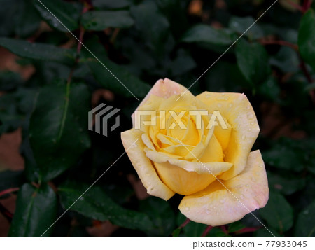 Rose flowers that shine in the green Rose flowers that shine in the green 77933045