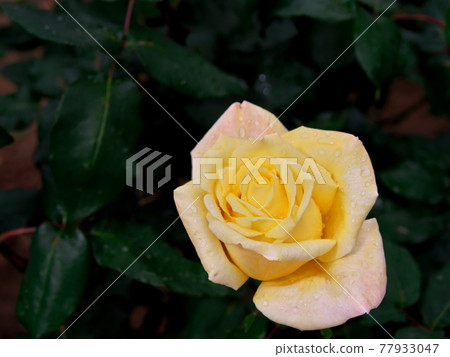 Rose flowers that shine in the green Rose flowers that shine in the green 77933047