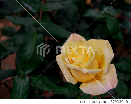 Rose flowers that shine in the green Rose flowers that shine in the green 77933049
