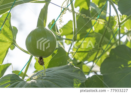 Bottle gourd green on net plant garden, vegetable Bottle gourd green on net plant garden, vegetable 77933227