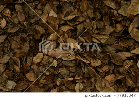 Withered fallen leaves paved Withered fallen leaves paved 77933347