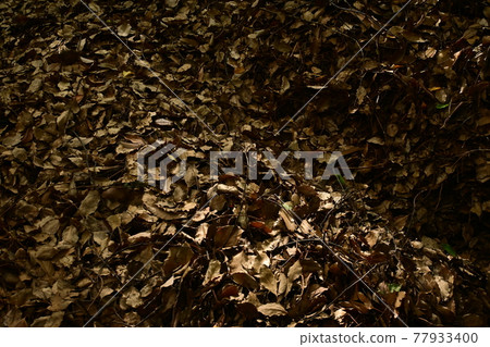 Carpet of rotten fallen leaves Carpet of rotten fallen leaves 77933400