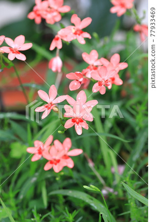 Pretty princess princess flower (Himehiougi) flower Pretty princess princess flower (Himehiougi) flower 77933469