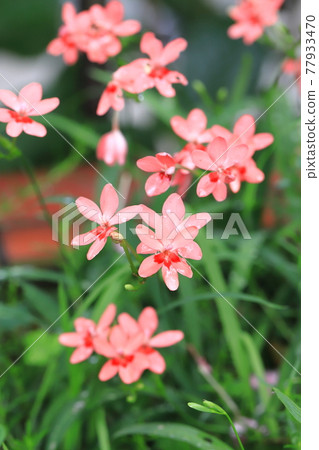 Pretty princess princess flower (Himehiougi) flower Pretty princess princess flower (Himehiougi) flower 77933470