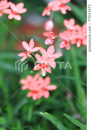 Pretty princess princess flower (Himehiougi) flower Pretty princess princess flower (Himehiougi) flower 77933471