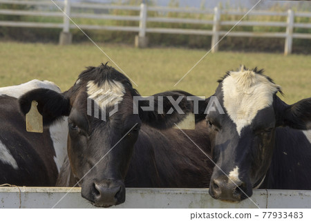 Black pied cow, in the thailand, standing on green grass in a meadow pasture. Black pied cow, in the thailand, standing on green grass in a meadow pasture. 77933483