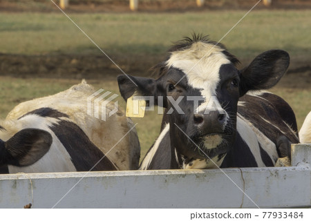 Black pied cow, in the thailand, standing on green grass in a meadow pasture. 77933484