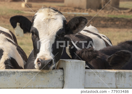 Black pied cow, in the thailand, standing on green grass in a meadow pasture. 77933486