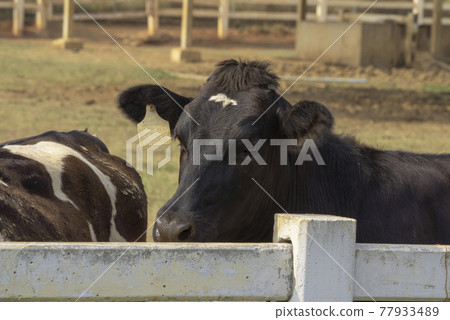 Black pied cow, in the thailand, standing on green grass in a meadow pasture. 77933489
