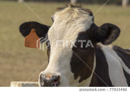 Black pied cow, in the thailand, standing on green grass in a meadow pasture. 77933490