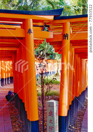 Fushimi Inari Taisha Shrine Torii (Kyoto City, Kyoto Prefecture) Fushimi Inari Taisha Shrine Torii (Kyoto City, Kyoto Prefecture) 77933522