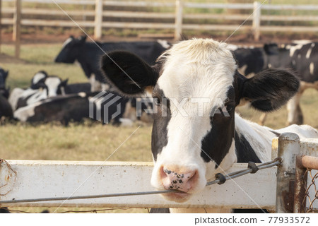 Black and white cow picture in Farm, Cow Head. 77933572