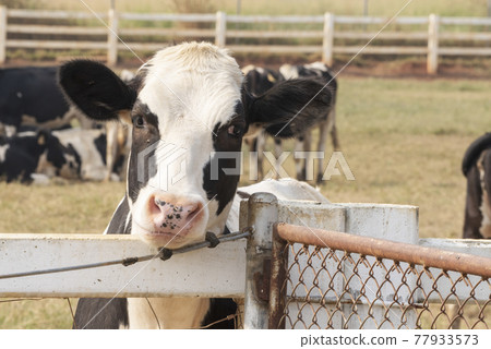Black and white cow picture in Farm, Cow Head. Black and white cow picture in Farm, Cow Head. 77933573