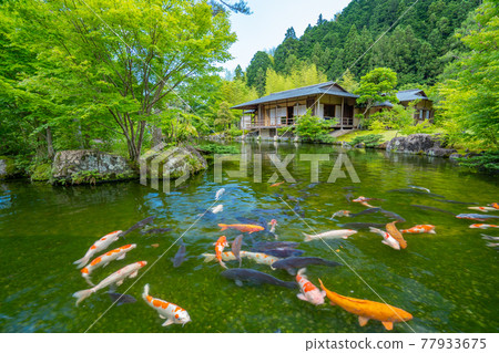 茶室和鯉魚日本庭園 Tamaro no Sato [靜岡縣] 77933675