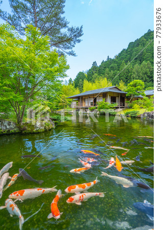 茶室和鯉魚日本庭園 Tamaro no Sato [靜岡縣] 77933676