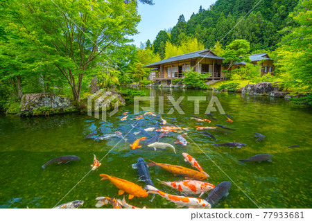 Tea room and carp Japanese garden Tamaro no Sato [Shizuoka Prefecture] 77933681