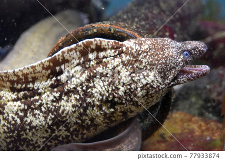 Moray eel in the aquarium (Notojima Aquarium in Ishikawa Prefecture) 77933874
