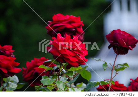 坎德拉文胸 77934432