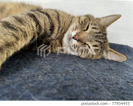 Sleeping gray cat on a blue woolen blanket 77934455