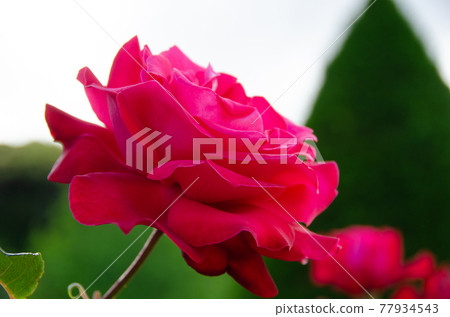 該死的酷 77934543