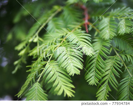 Metasequoia leaves wet in the rain 77934784