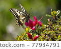 Butterfly resting on a flower 77934791