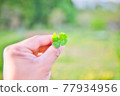 Four leaves clover 77934956