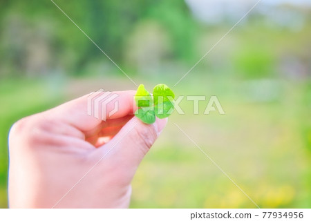 Four leaves clover 77934956