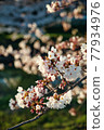 Cherry tree in full bloom  77934976