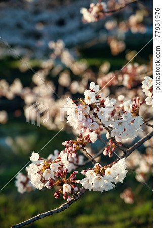 Cherry tree in full bloom Cherry tree in full bloom 77934976